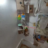 فنج جفت آماده جوجه مرغ عشق سرلاکی|پرنده|مشهد, جانباز|دیوار