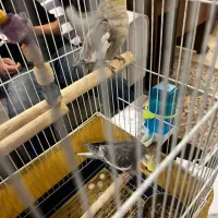 جفت عروس هلندی نر و ماده|پرنده|تهران, دربند|دیوار