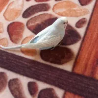 مرغ عشق نر رنگ خاص