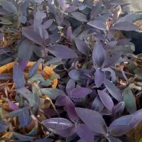 گل خانگی|گل و گیاه طبیعی|اصفهان, کساره|دیوار