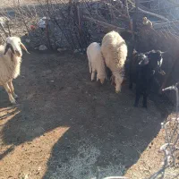 7راس گوسفند|حیوانات مزرعه|چوار, |دیوار