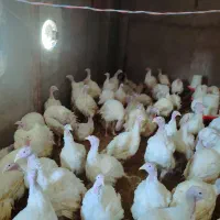 فروش بوقلمون گوشتی با بهترین کیفیت