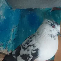 کفترغریبگیری