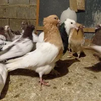 کفتر