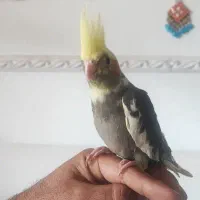 2 جفت عروس هلندی تظمینی|پرنده|مبارکه, |دیوار