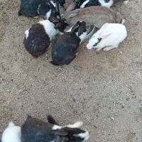خرگوش