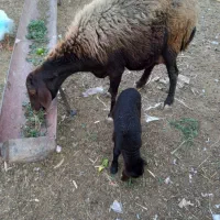 گوسفند بابره نر|حیوانات مزرعه|نگین شهر, |دیوار