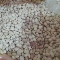 لوبیا چیتی خوشپز وخوشمزه پرورش یافته با اب چشمه