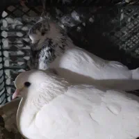 سلام دوستان این جفت گم کردم