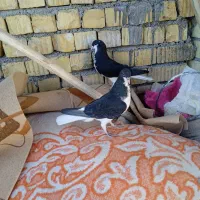 کبوتر|پرنده|فسا, |دیوار