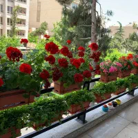 650-متر-ویلا-مبله-دربست-شمال-جردن-سوپر-لوکس