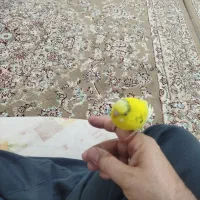 فروش یک عدد مرغ عشق اهلی معاوضه  با فنچ