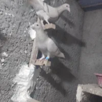 کبوتر|پرنده|زرند, |دیوار