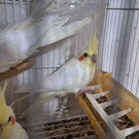 گرینچیک و عروس هلندی