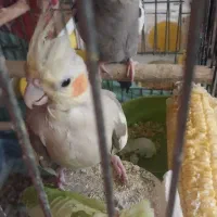 عروس هلندی مولدبا۴جوجه و۴تخم جدید|پرنده|تهران, شهرک امید|دیوار