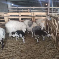 میش بره دار