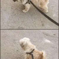 سگ گم شده|حیوانات|اردکان, |دیوار