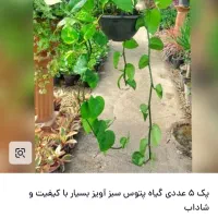 گلدان گل پتوس|گل و گیاه طبیعی|شیراز, انجیر|دیوار