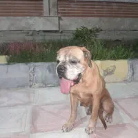 باکسر گمشده|حیوانات|جیرفت, |دیوار