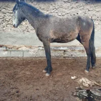 اسب نجیب|اسب و تجهیزات اسبسواری|تربتحیدریه, پائین ولایت|دیوار