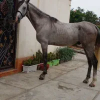 نریان عرب|اسب و تجهیزات اسب‌سواری|تنکابن, |دیوار