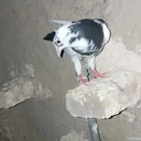 کچکله سرخ و پلنگ سیاه