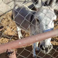 الاغ فروشی|حیوانات مزرعه|آران و بیدگل, |دیوار