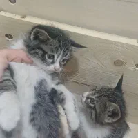 سه تابچه گربه