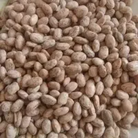 لوبیا قرمز، چیتی، چشم بلبلی کیلویی 105|خوردنی و آشامیدنی|کوهدشت, |دیوار