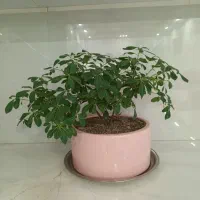گل طبیعی