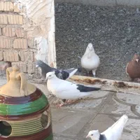 کفتر دونه دونه