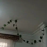 گل آپارتمانی