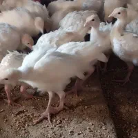 بوقلمون گوشتی بیوتی 6