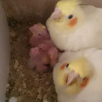 جوجه عروس  لوتینو