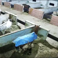 آموزش سوارکاری بزرگسالان