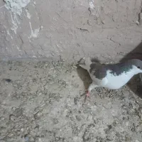 کفتر پرشی|پرنده|نیشابور, حقیه|دیوار