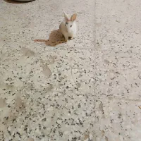 خرگوش کوچولوی بازیگوش بامزه|موش و خرگوش|شهرکرد, |دیوار