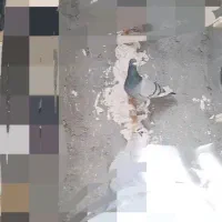 مینا سبز کبوتر