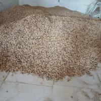 بادام مغان آفتاب خشگ ...نوع گلی|خوردنی و آشامیدنی|پارس‌آباد, |دیوار