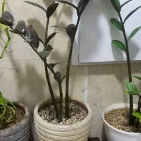 گل زاموفیلیا|گل و گیاه طبیعی|تهران, استقلال|دیوار