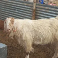 باسلام دوعدد نری چاق