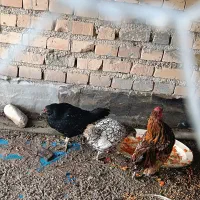 1خروس و 2 مرغ مینیاتوری