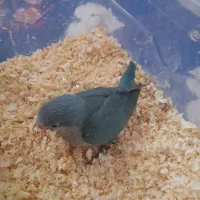 طوطی راهب آبی سرلاکی
