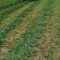 فروش یونجه  29