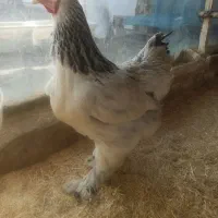 مرغ برهما لایت