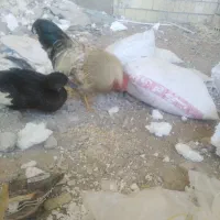 خروس و اردک فروش