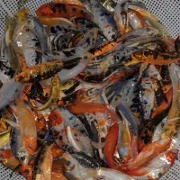 پخش ماهی کوی سوپر بالا در اصفهان|ماهی|خمینیشهر, |دیوار