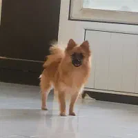 دو عدد پامر نر وماده|سگ|اندیشه, اندیشه فاز ۲|دیوار