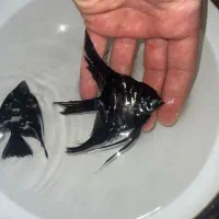 ماهی آنجل|ماهی|میاندوآب, |دیوار