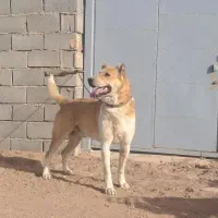 نرسرابی نگهبان گله ای